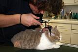 BRITISH SHORTHAIR - AUSCULTATION 008